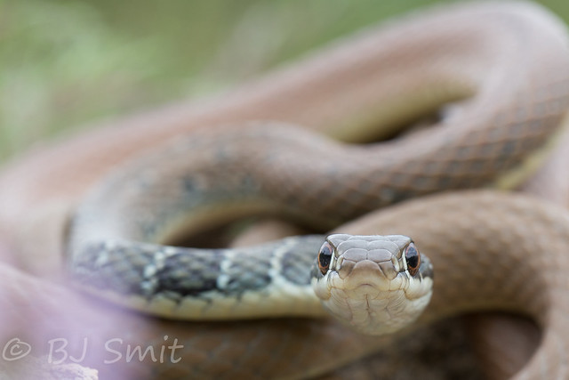 Dahl's Whip Snake / Slanke Toornslang (Platyceps najadum)