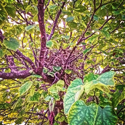 Hidden Backyard Nest | by johnnyp_80435
