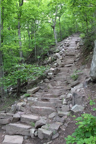 stairs forest rocks trail 1000steps