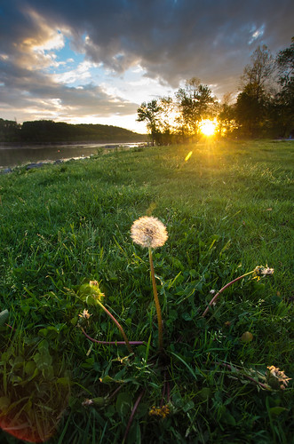 sunset river dandelion seeds pa falmouth susquehanna susquehannariver elizabethtown sigma1020mm sigma1022mm pentaxk5iis
