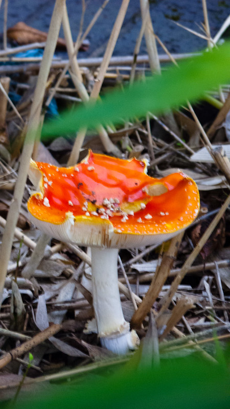 Fly agaric in cane
