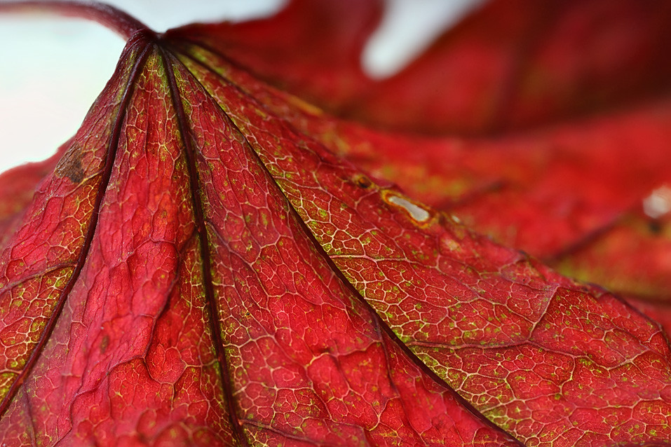 Autumn leaf colour selection #7 | Autumn leaf colour selecti… | Flickr