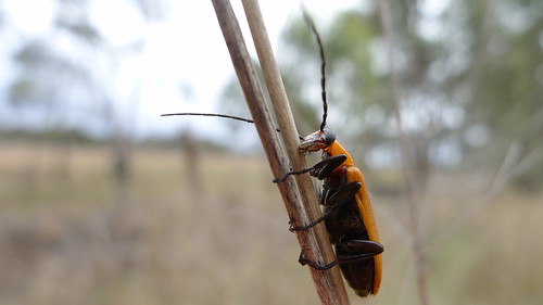 november beetle australia nsw coleoptera meloidae blisterbeetle 2013 taxonomy:order=coleoptera geo:country=australia wellingrove taxonomy:family=meloidae