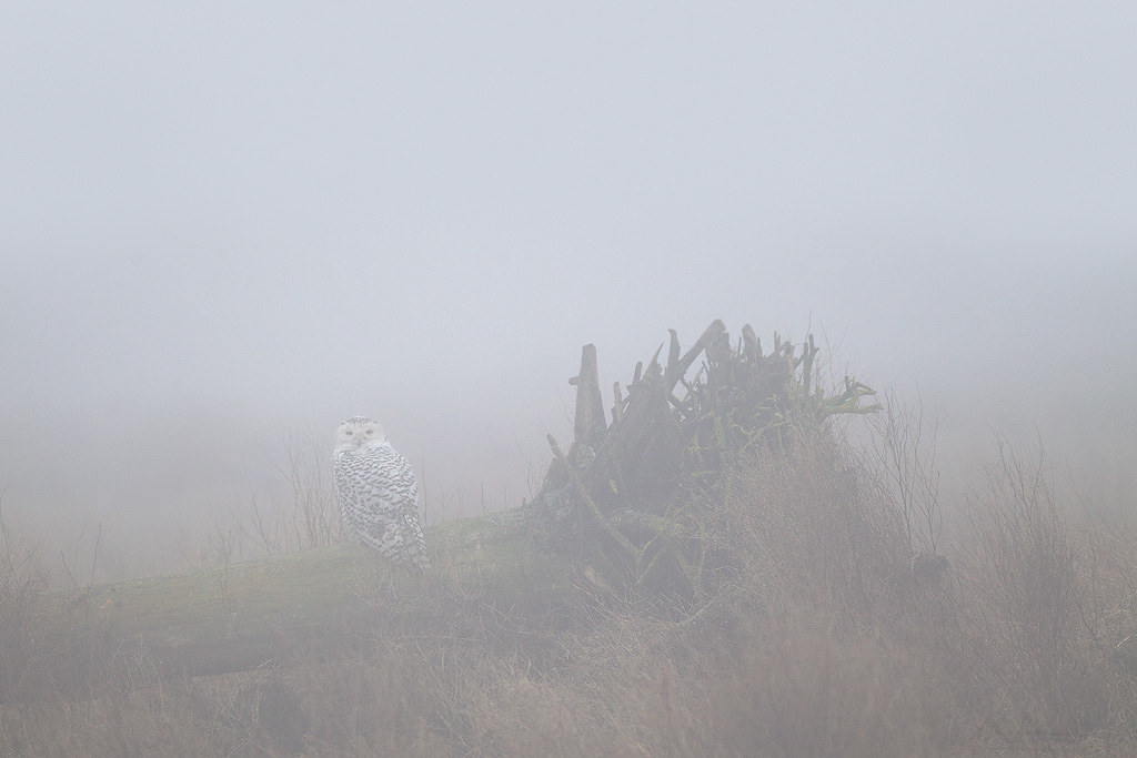 Snowy Owl in Mist