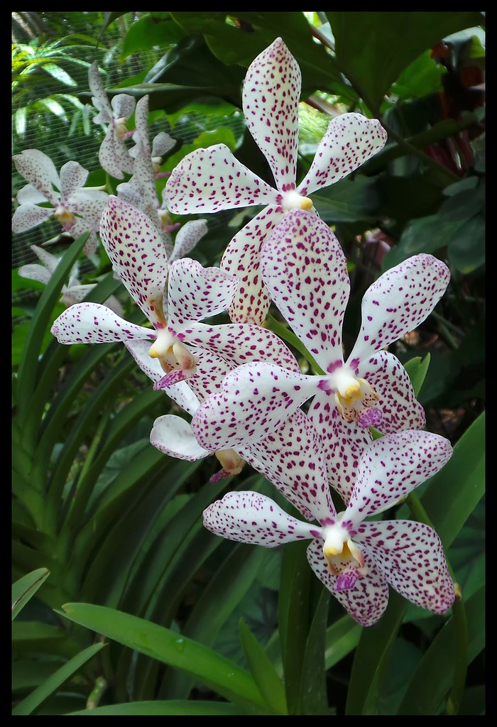 Singapore Orchid Garden-14= | Singapore Orchid Garden | Flickr