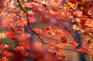 autumn flame | by andotime