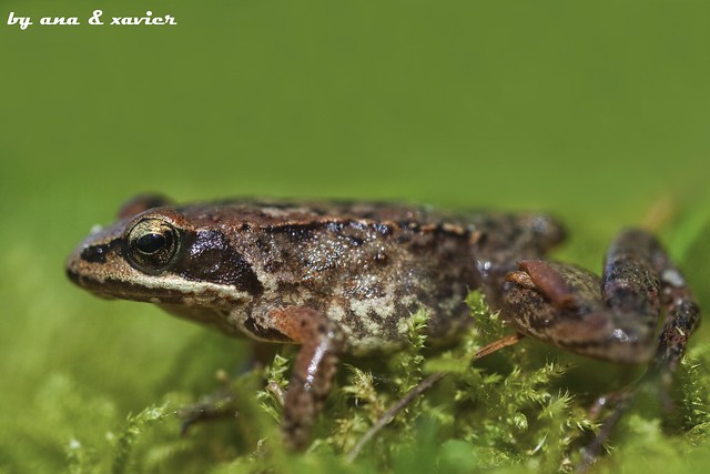 Rã-ibérica, Iberian Frog(Rana iberica) - em Liberdade [in Wild]