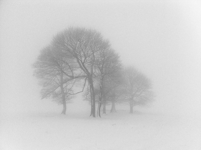 Trees in fog & snow