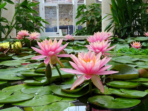 Waterlilies | A feature of The Conservatory in Syon Gardens | Maxwell ...