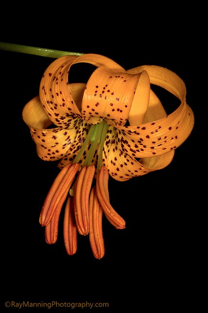 Tiger Lily - Western North America native Lilium columbianum at peak bloom.            #Columbialily #FlowerPhotography #Flowers #Liliumcolumbianum #Macro #MacroPhotography #Nature #NaturePhotography #NorthAmerica #Photography #Plants #TigerLily #USA #Was