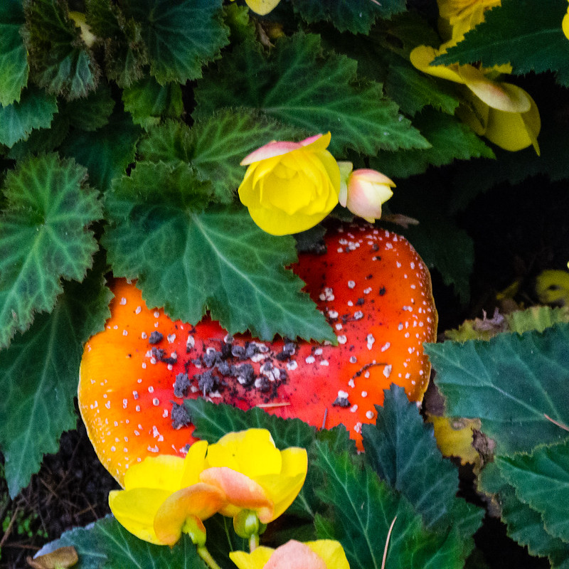 Fly agaric, West Park