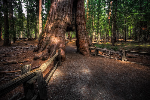 california park wood trees green forest giant hole grove cut path walk hike national bark yosemite through mariposa sequoias