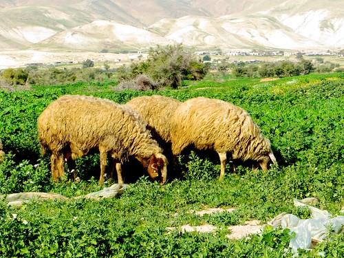 israel desert sheep shepherd holyland bedouin