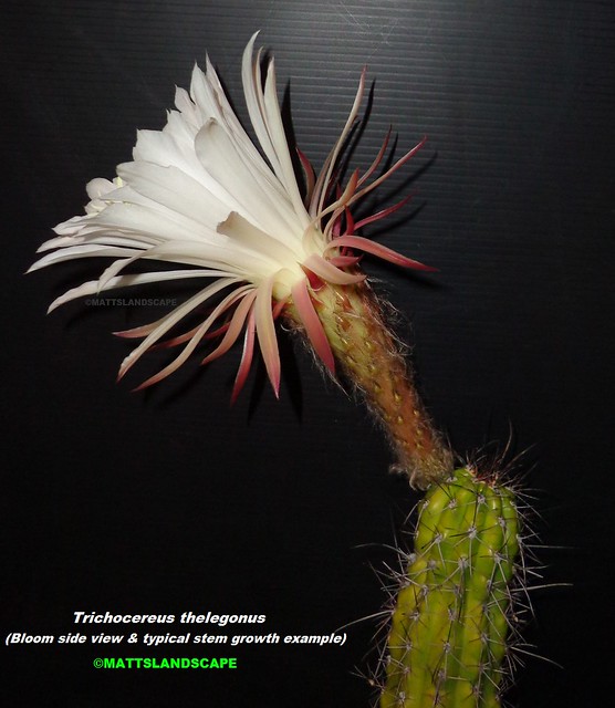 Trichocereus thelegonus (Bloom pic #3-side view & typical stem growth example)