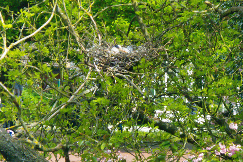Heron on the nest, West Park, mid-May