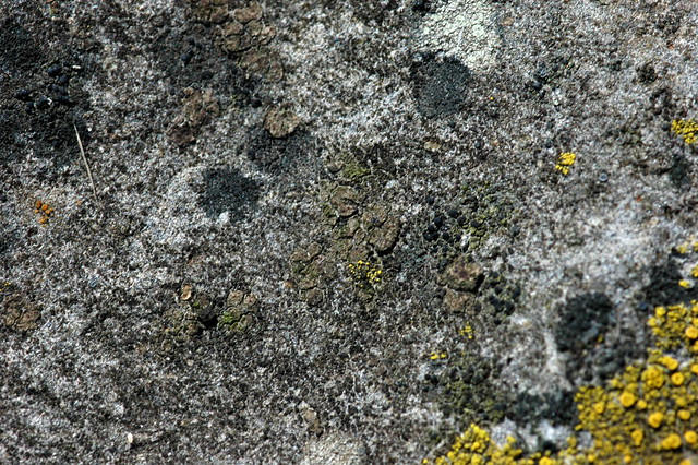 Acarospora rufescens (Bleek steenschubje)