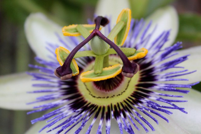 Passiflora edulis 'Nellie Kelly' (Black Passionfruit) - cultivated graft