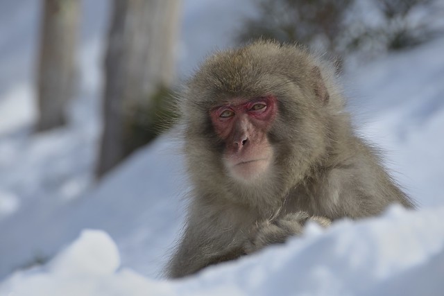 Snow monkey portraits