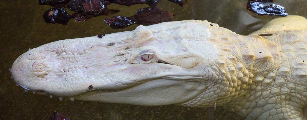 Albino Alligator | Albino Alligator, St Augustine Alligator … | Flickr