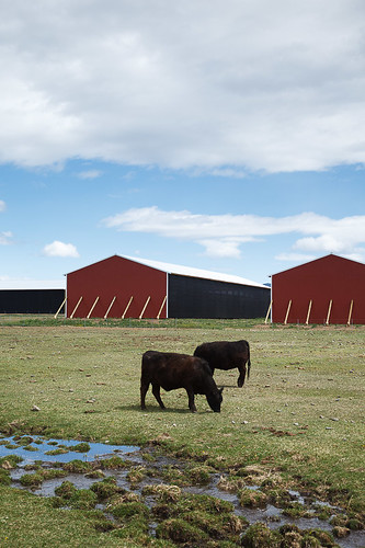 red two usa black green barn cow washington unitedstates cows farm farming barns farmland getty ellensburg kittitas