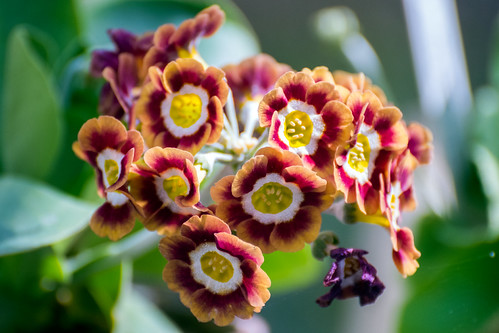 Flower bunch | by KjdOR