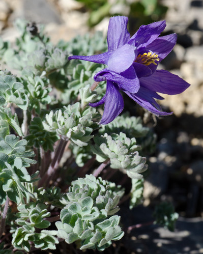 blue macro montana aquilegia alpine columbine wildflower tamron90mm aquilegiajonesii jonescolumbine