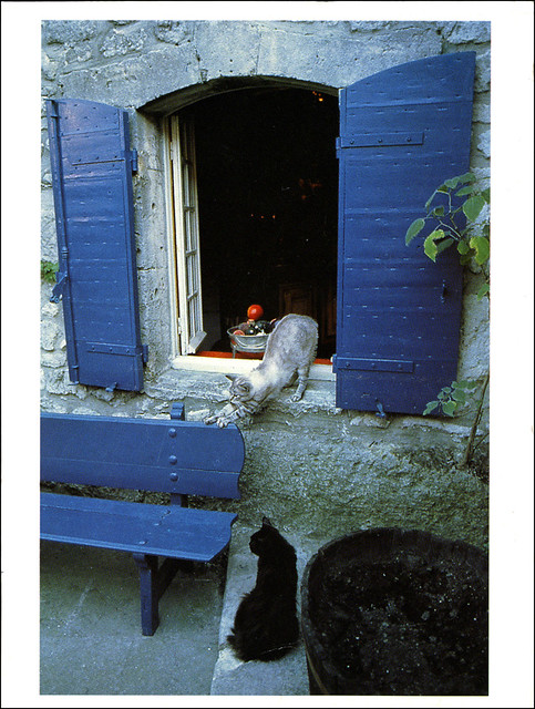 postcard - cats with blue