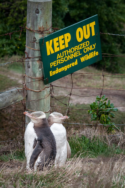 Yellow-eyed Penguins, Katiki Point, Moeraki, Otago, New Zealand
