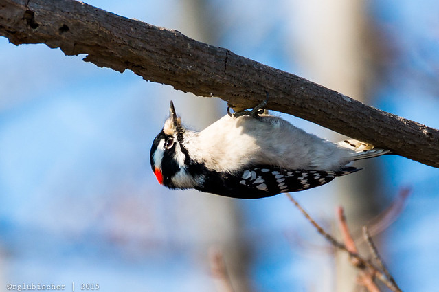 Downy Woodpecker at Manasquan Reservoir - 2