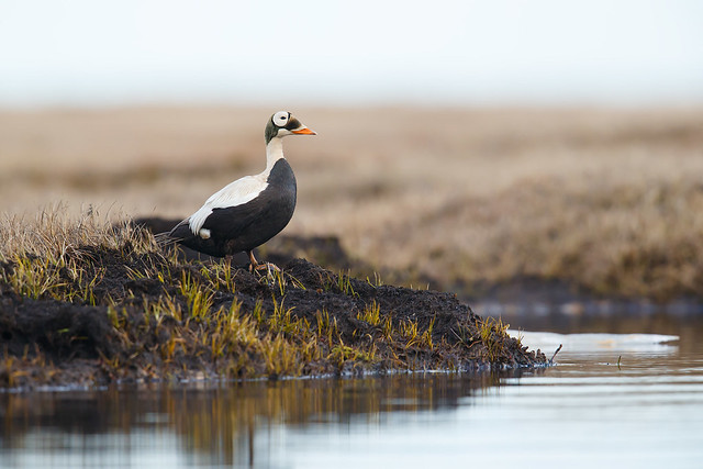 Somateria fischeri | Spectacled Eider | glasögonejder