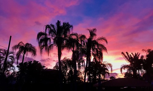 2017 florida palmtrees potd sunrise wiltonmanors 900views