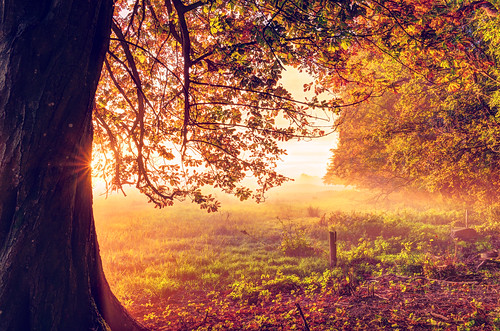 morning autumn mist sunrise hdr