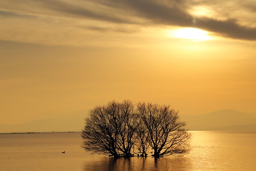 winter light sunset tree nature water japan landscape island evening lakeside 日本 japon shiga kohoku biwalake 琵琶湖 湖北 滋賀 ef24105mmf4l 竹生島 canoneos6d