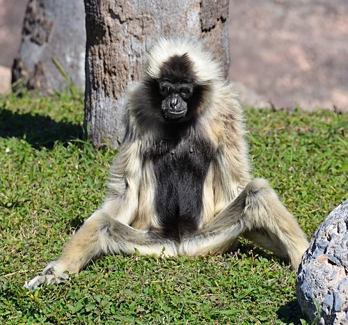 female mammal zoo texas ape primate brownsville gibbon gladysporterzoo pileatedgibbon hylobatespileatus nikond7000 nikkor18to200mmvrlens