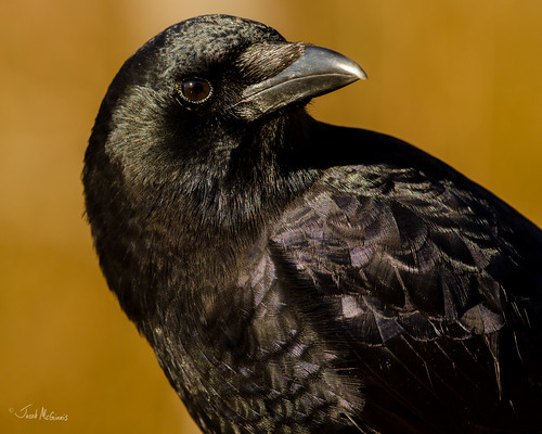 American Crow (Corvus brachyrhynchos) | by Jacob McGinnis