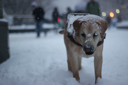 NYC Snowy Dog Statue #1