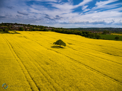england sky colour tree field lines yellow landscape flying cheshire unitedkingdom aerial crop gb radiocontrol drone oilseedrape phantom4 dji kidsgrove