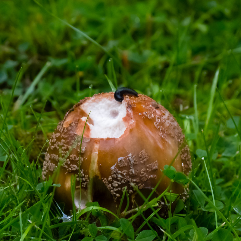 Grey-spotted amanita on a lawn