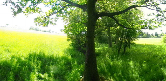 Tree, hedge, and buttercups Wickford to Battlesbridge