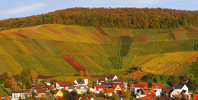 Vineyard Curve in Autumn