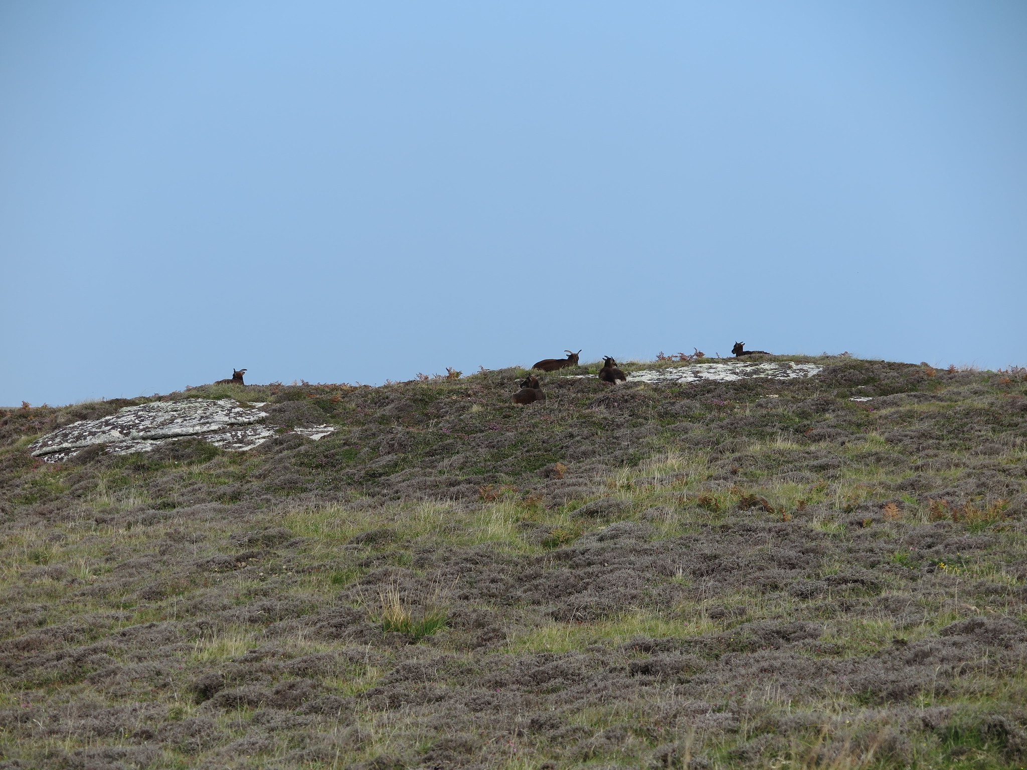 (Lundy Trip)