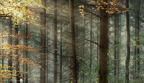 wood morning autumn trees england sunlight nature leaves woodland golden unitedkingdom sony sunrays autumnal wallingford a77 sonyalpha andyhough earthtrust slta77 littlewittenhamwood sonyzeissdt1680 andyhoughphotography