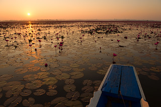 Sunrise / Red Lotus / Nong Han Kumphawapi Lake