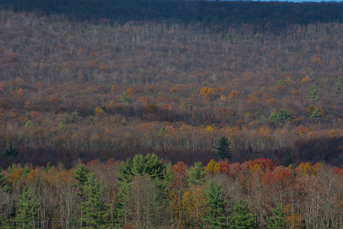 november mountain fall foliage autumn trees woods flurries sunshine clouds millmontpennsylvania unioncounty pennsylvania millmont