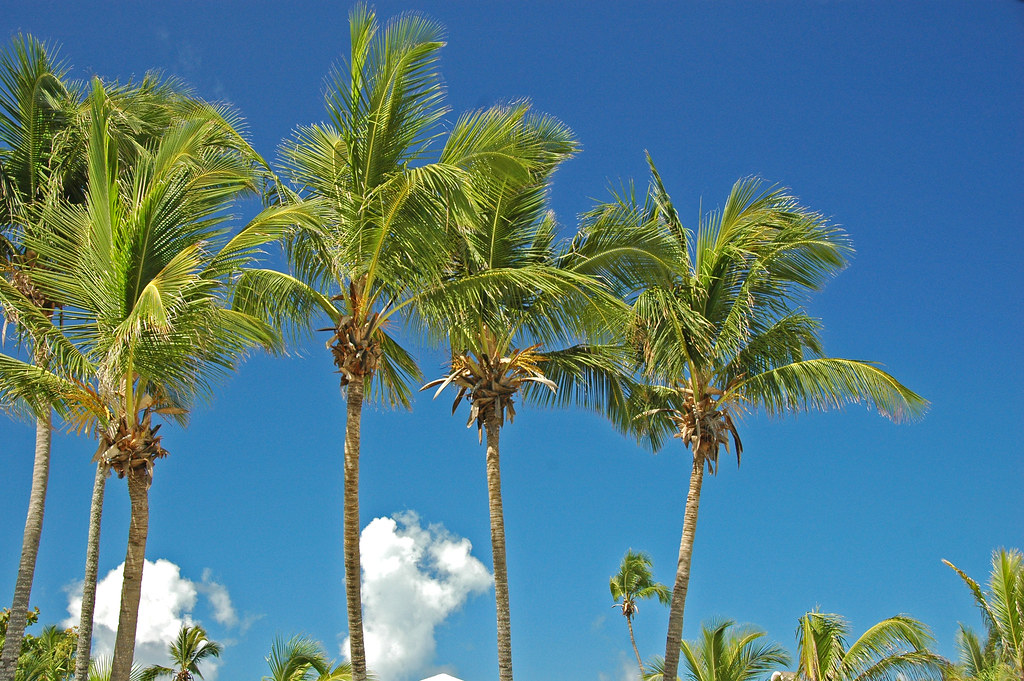 Cocos nucifera (coconut palms) (Eleuthera Island, Bahamas) 2