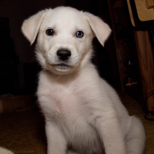 Blue : 8 Week Old White Goberian Puppy - Olympus E-520 - Zuiko 14-42mm f/3.5-5.6