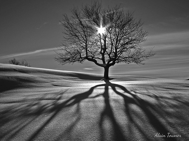 Janvier 2010 #shadows #ombres #neige #snow #tree #arbre #hiver #winter