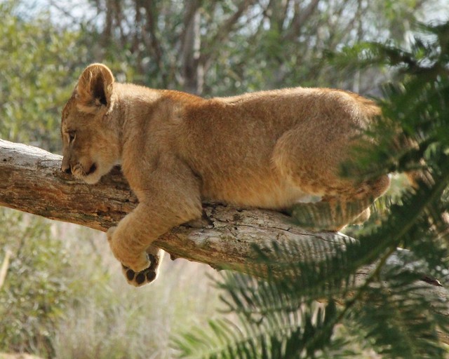 African Lion cub - Hug a tree :)