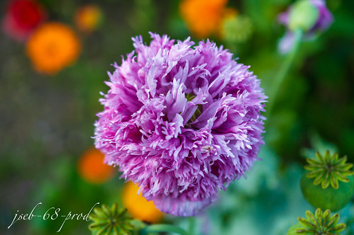 streamer of purple bubble.jpg | by js_stdio_68