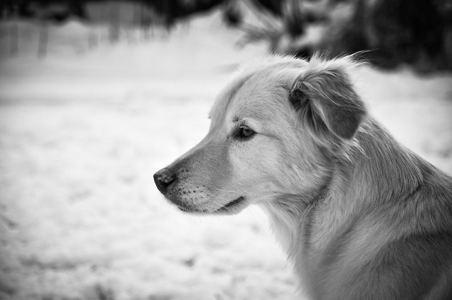 Black and White Photo of Dog Playing in the Snow